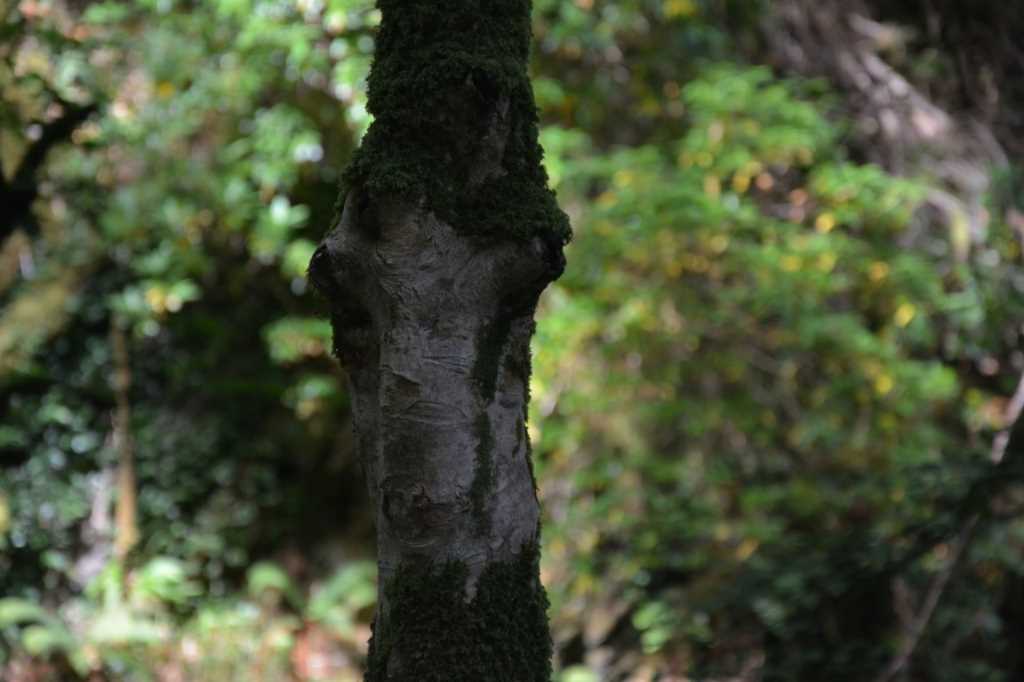 DSC_5165Mittel_.JPG